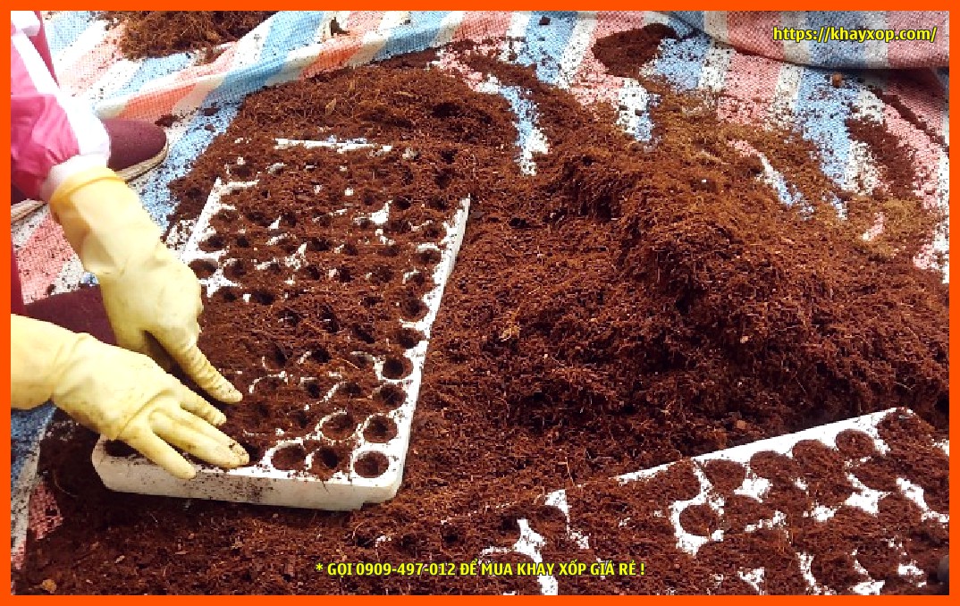 Công nhân đang cho giá thể xơ dừa vào khay xốp để chuẩn bị ươm hạt giống