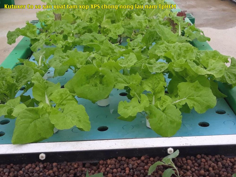 Kutuxer - Cơ sở sản xuất tấm xốp XPS chống nóng lâu năm TpHCM