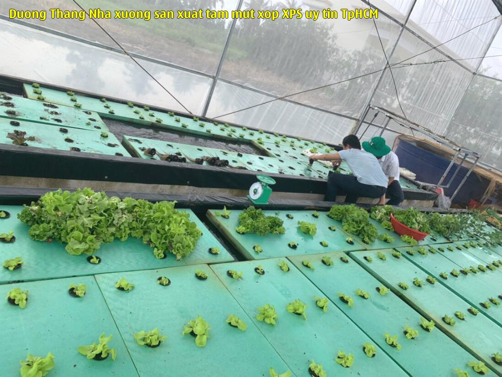 Đường Thắng - Nhà xưởng sản xuất tấm mút xốp XPS uy tín TpHCM