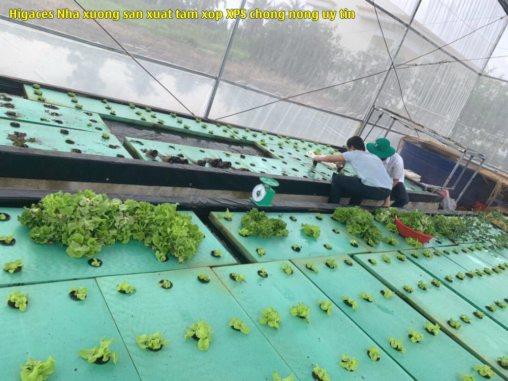 Higaces - Nhà xưởng sản xuất tấm xốp XPS chống nóng uy tín