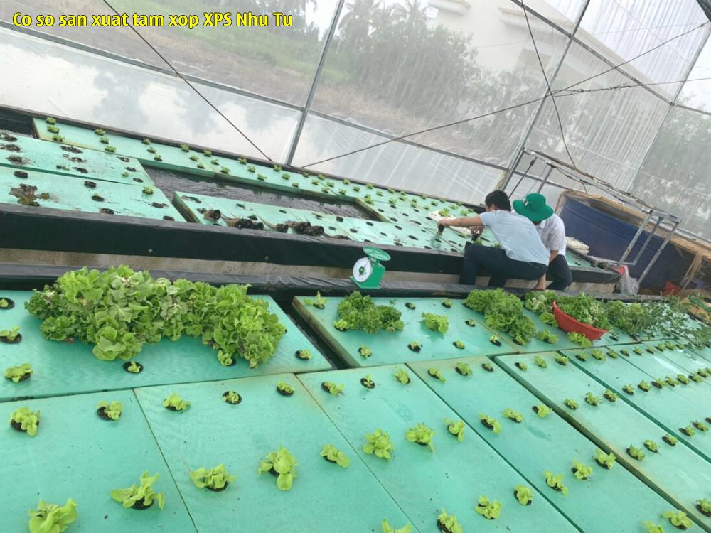 Cơ sở sản xuất tấm xốp XPS Như Từ