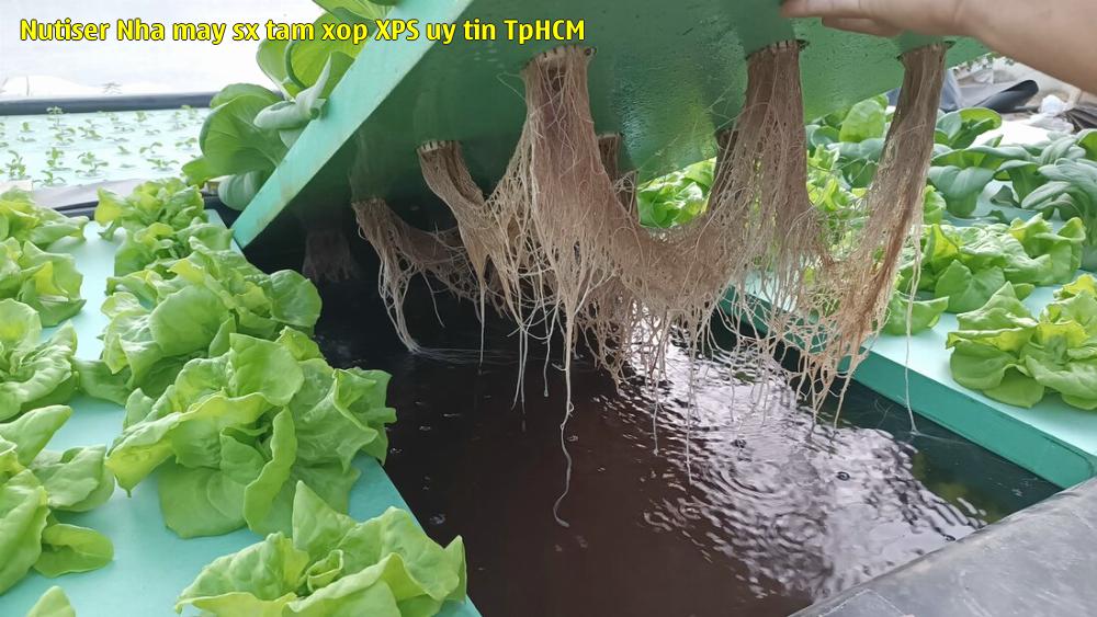 Nutiser - Nhà máy sx tấm xốp XPS uy tín TpHCM