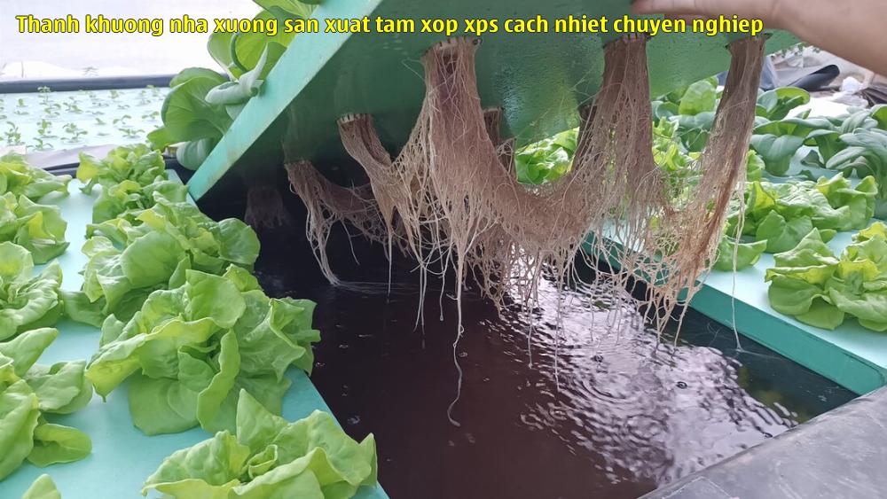 4. Tấm xốp XPS số 4.