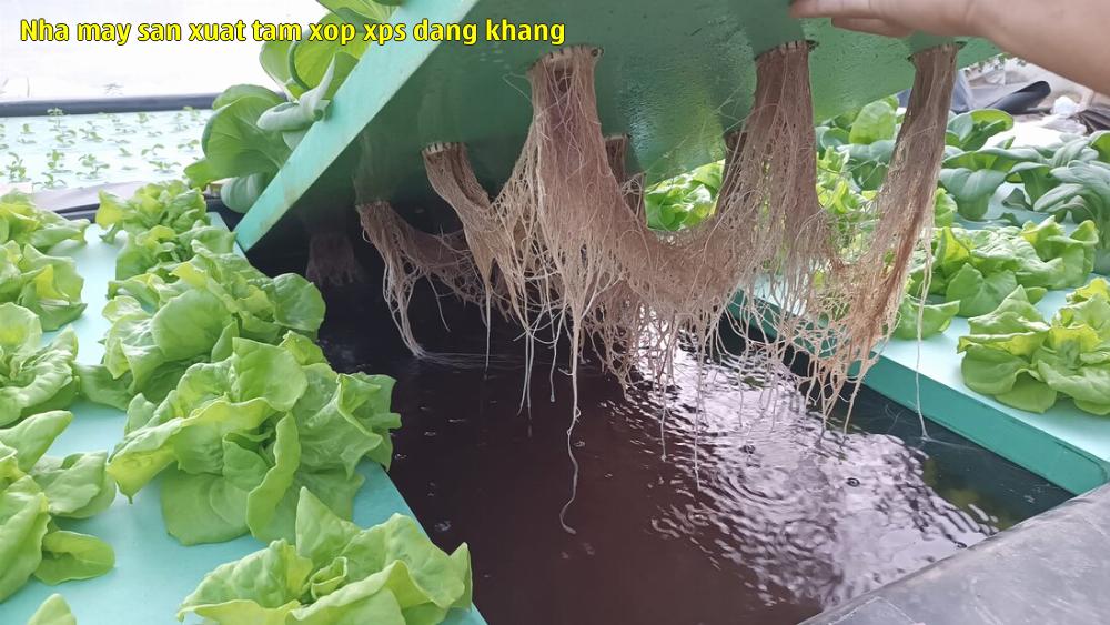 nha may san xuat tam xop xps dang khang