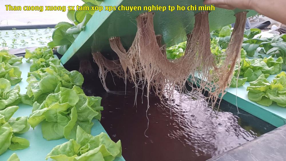 than cuong xuong sx tam xop xps chuyen nghiep tp ho chi minh