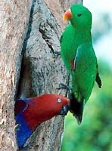 Câu chuyện Con vẹt xanh