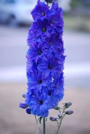 tim anh còn chỗ cho e không