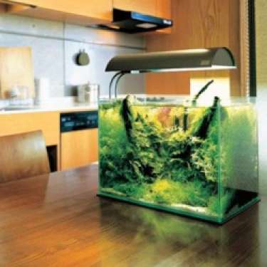 Kiêng kỵ khi đặt bể cá cảnh