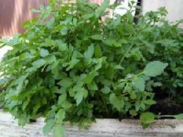 Hướng dẫn cách trồng rau cần nước tại nhà