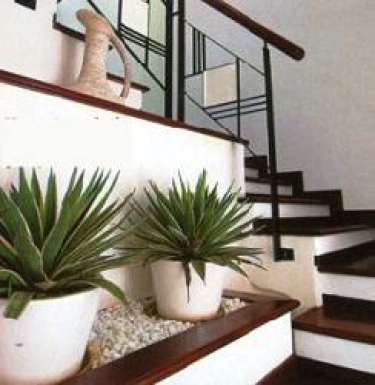 Hướng nhà đại cát cho gia chủ tuổi Giáp Dần