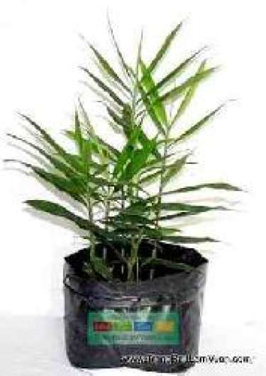 Hướng dẫn cách trồng gừng tại nhà