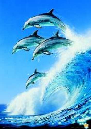 Giấc mơ về loài cá