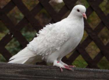 Mơ về chim câu trắng