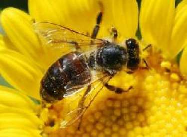 Giải mã giấc mơ về ong