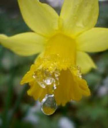 Mơ về hoa thủy tiên