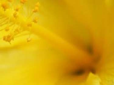 Mơ thấy màu vàng