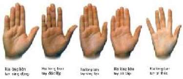 Hình dáng rìa lòng bàn tay