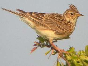 Email Bản in Mơ thấy chiền chiện