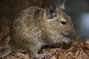 Mơ thấy chuột cống