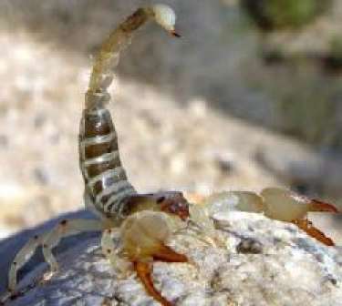 Mơ thấy bọ cạp