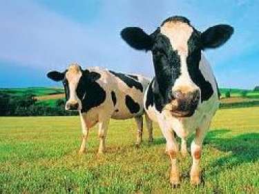 Quảng cáo sửa vinamilk