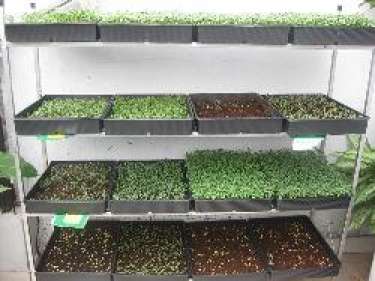 Kệ đỡ khay trồng rau tại nhà, kệ đỡ khay trồng rau trong nhà, kệ đỡ khay trồng rau