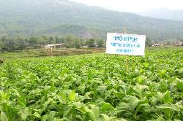 Ngân Sơn hội thảo tổng kết mô hình trồng cây giống thuốc lá bằng khay xốp