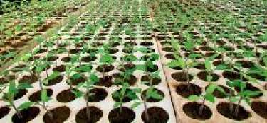 Vỉ xốp ươm cây (khay xốp lỗ)