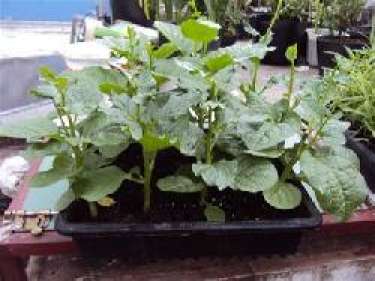 Hướng dẫn cách trồng rau mồng tơi tại nhà