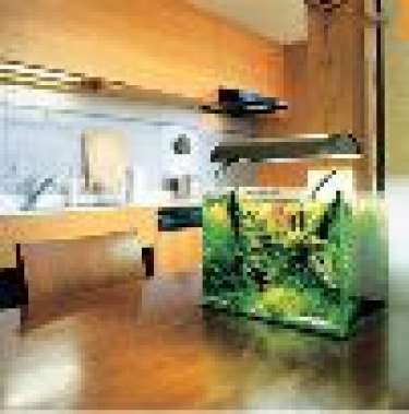 Cách khắc phục bể cá đối diện bếp