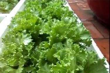 Hướng Dẫn Trồng Rau Ăn Lá Bằng Phương Pháp Thủy Canh Trong Thùng xốp