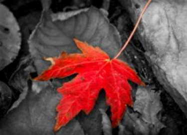 VAI TRÒ CỦA ĐỒ HOẠ VÀ MÀU SẮC TRONG THIẾT KẾ QUẢNG CÁO