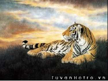 Tính cách người tuổi Dần thế nào?